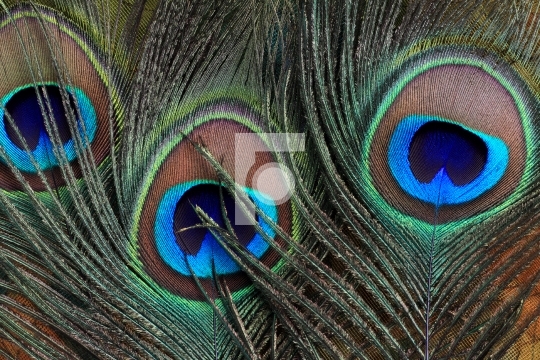 Closeup of beautiful peacock feathers