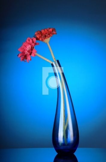 Free Photo - Flower in a vase with blue colour
