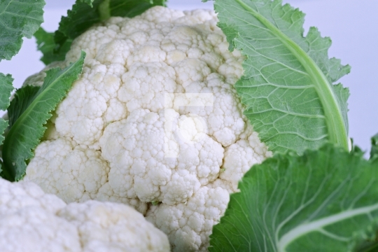 Fresh Cauliflower Vegetable Close up