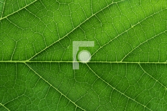 Fresh Green Leaf Texture Closeup