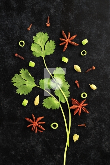 Fresh Herbs Coriander Leaves with Star Anise on Black Background