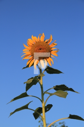 Fresh Sunflower with blue sky background