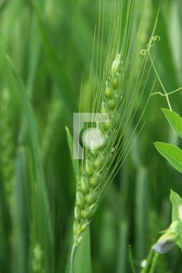 Green Wheat Closeup Free Stock Photo