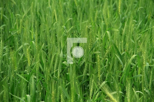 Green Wheat Field / Farm in India Free Photo