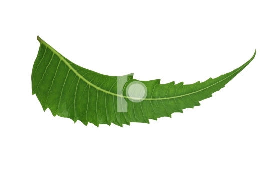 Indian Herbal / Medicinal Leaf - Neem