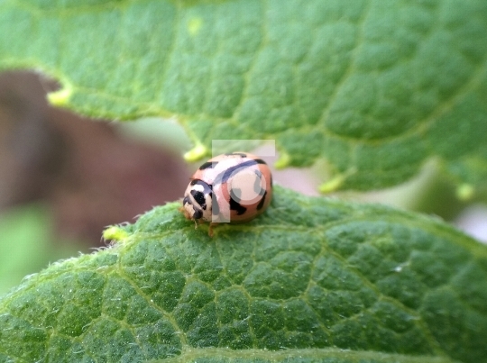 Little Ladybird insect Closeup on a leaf