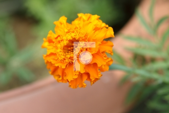 Marigold Flower Closeup High Resolution Free Photo