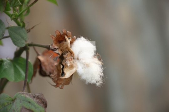 Natural Organic Cotton Flower Closeup