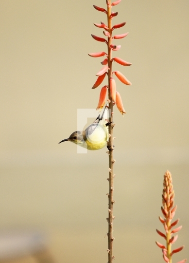 Yellow Sunbird Wildlife on Aloe Vera Plant Flower