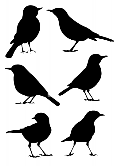 Birds Silhouette 6 Different Vector Illustrations Abstract Fotonium