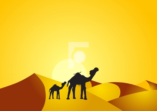 Camel and baby camel in the desert