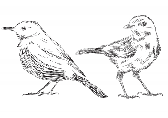 Hand drawn bird Vector Illustrations