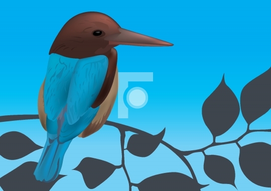 Kingfisher Bird Vector Illustration