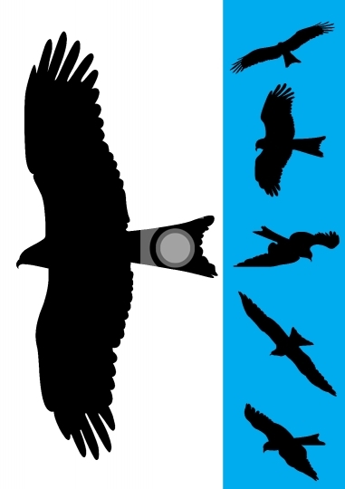 Set of 6 Eagle Vector Illustrations