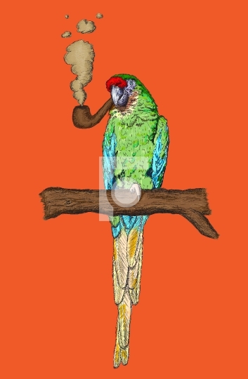 Smoking Pipe Macaw Parrot Vector Illustration