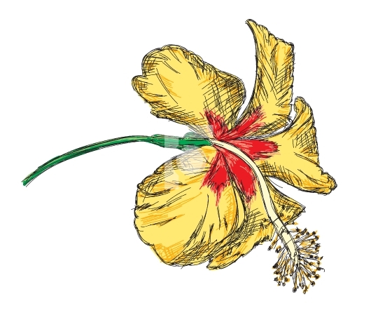 Yellow Hibiscus Flower Vector Illustration - Hand Drawn 