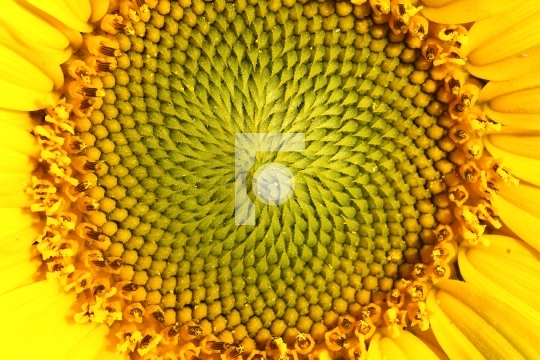 Closeup Macro of a Sunflower Texture