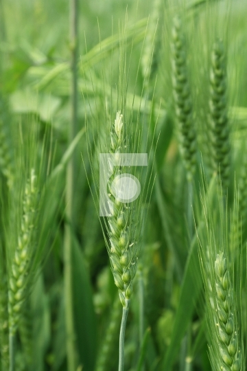 Green Wheat Closeup Free Stock Photo