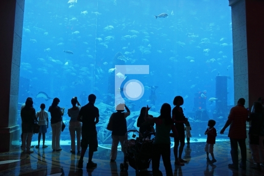 People enjoying Aquarium fishes