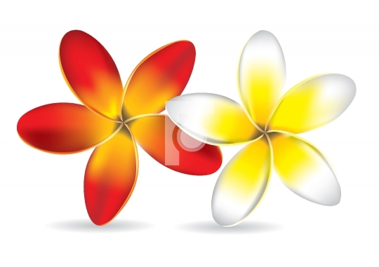 Beautiful Frangipani Flowers - Vector Illustration