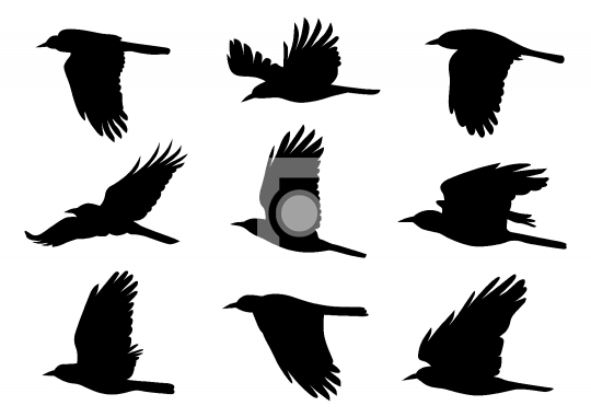 Birds in Flight - 9 Vector Illustrations