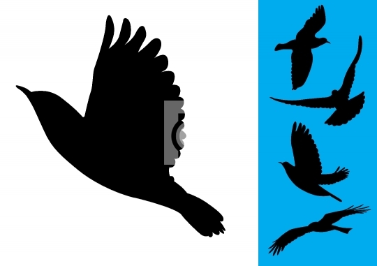 Birds in flight - Vector Illustrations